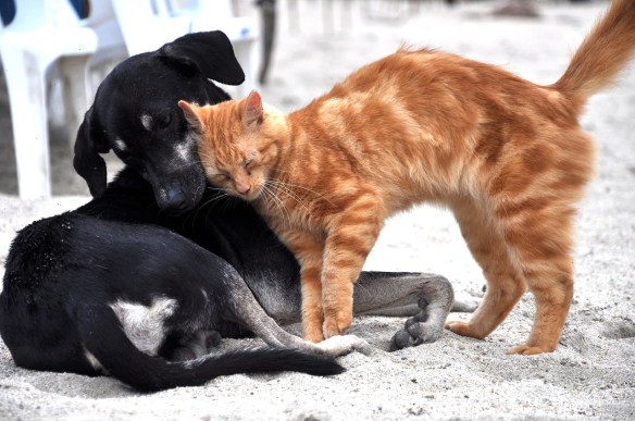 Dog and cat playing