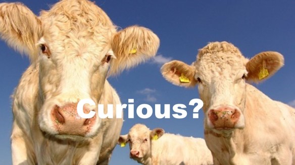 Curious Cows