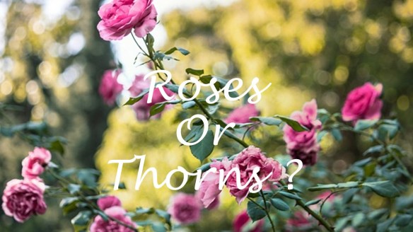Rose Bush with thorns.