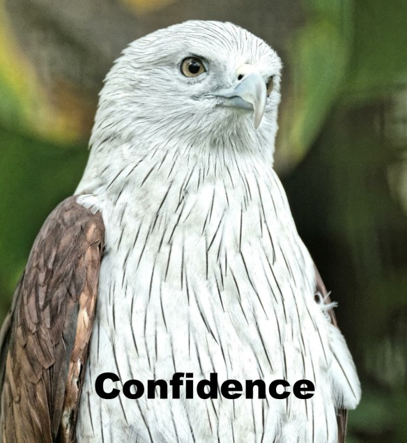 Confidence
