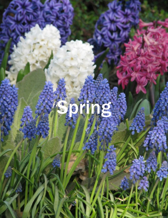 Spring flowers
