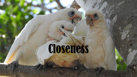Family Closeness.