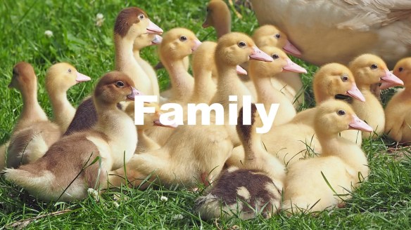 Your family 