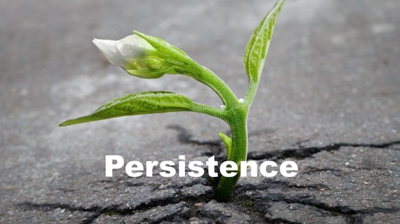 plant growing through pavement.