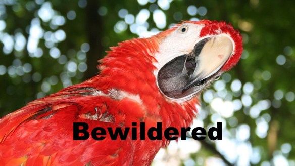 Confused and Bewildered