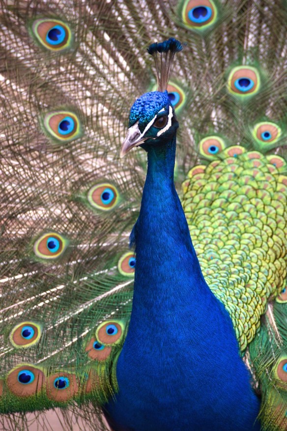 Proud peacock.