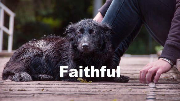 Faithful dog