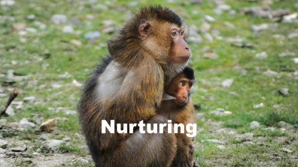 Nurturing