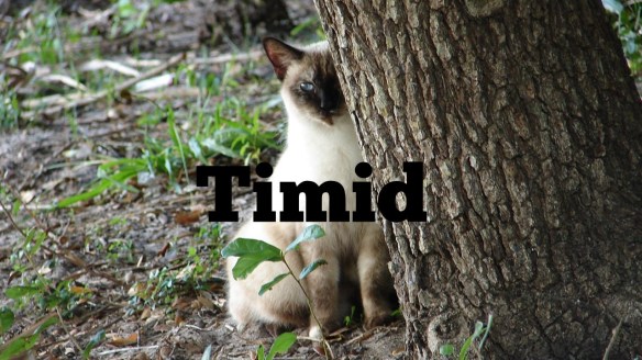 Timid