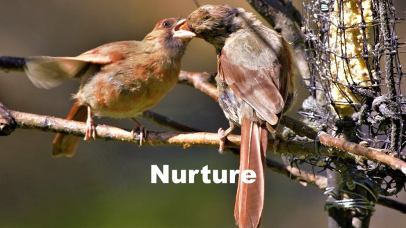 Nurture