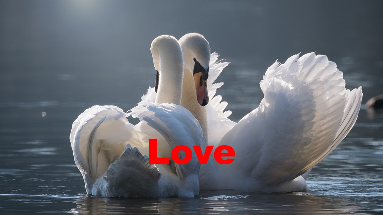 Love